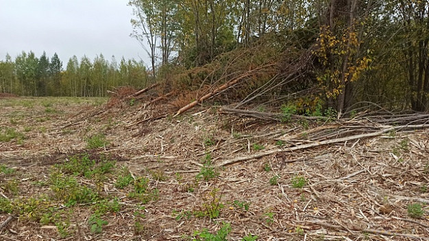 В Заволжском районе незаконно вырубили 600 деревьев, выполняющих водоохранно-защитные функции